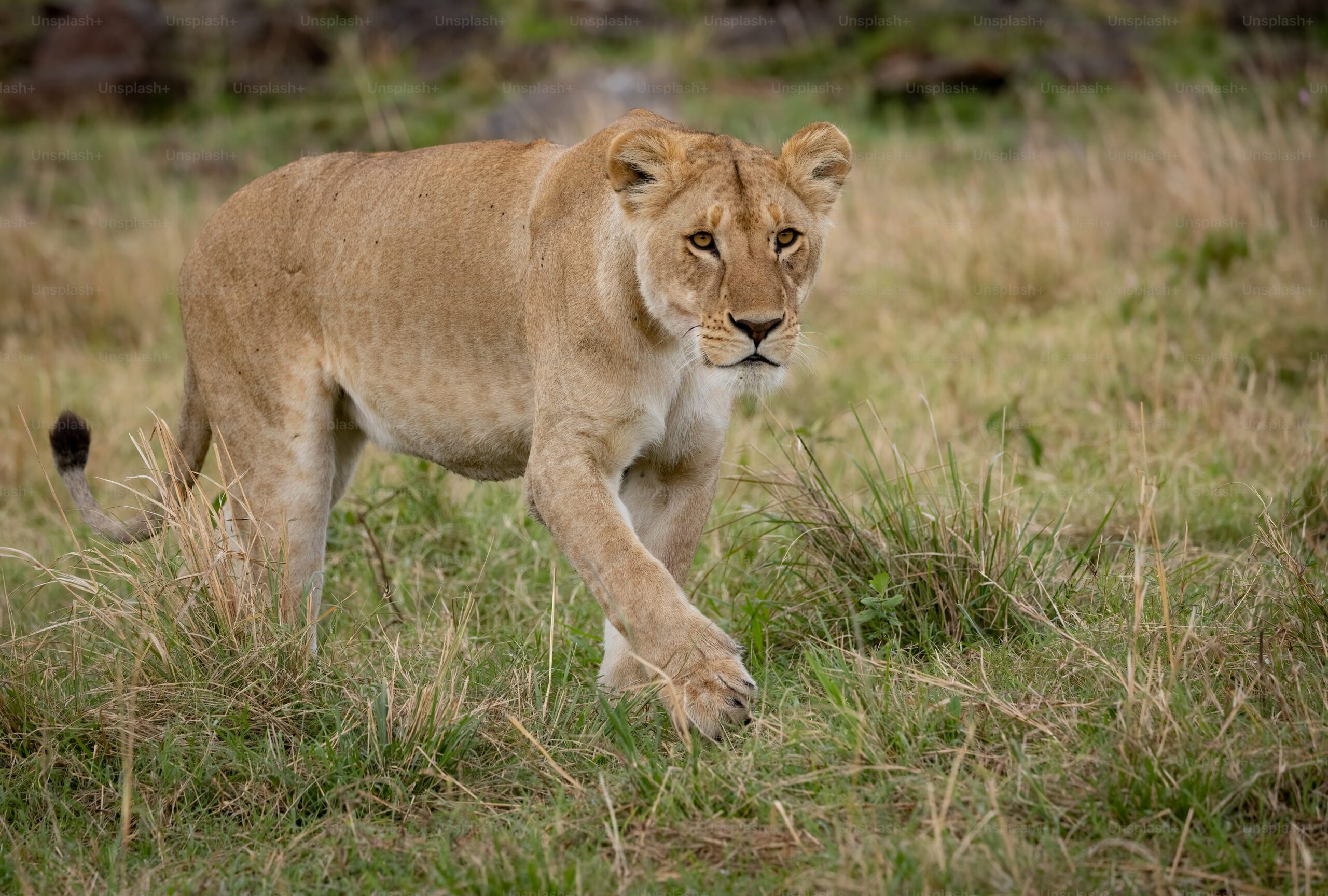 name that means lioness nyt